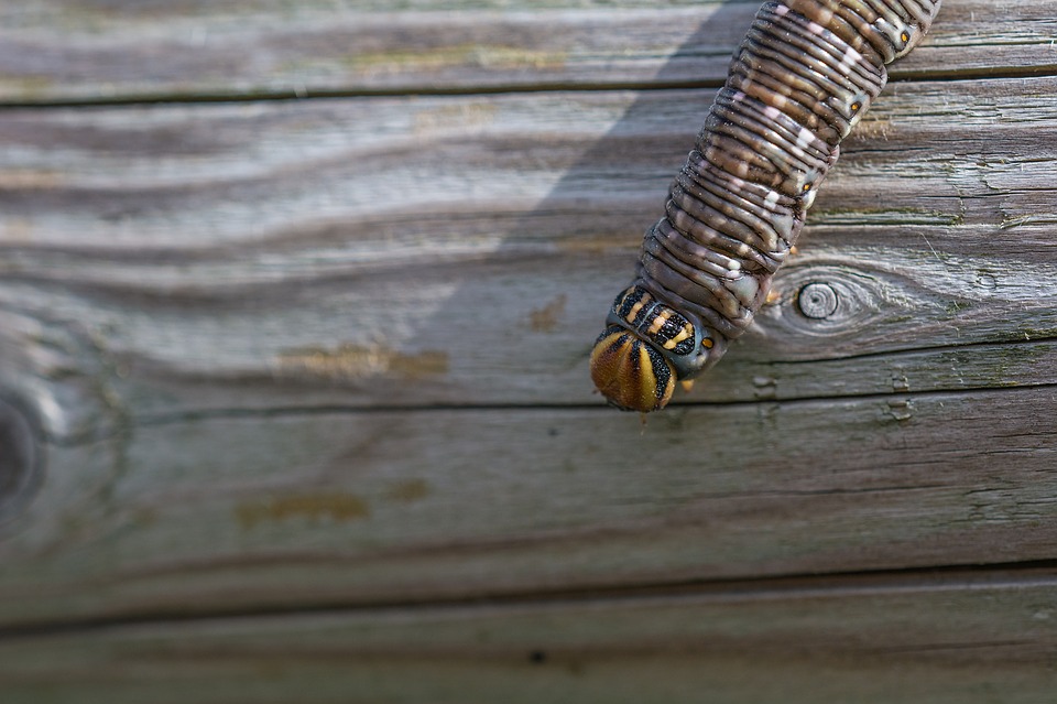eviter et traiter les piqures dinsectes naturellement