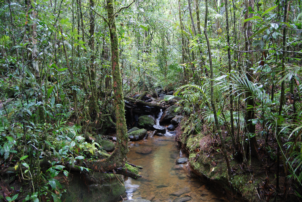 Jungle Stream