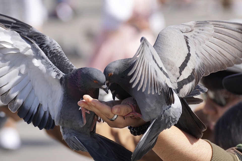 Des faits intéressants sur le pigeon