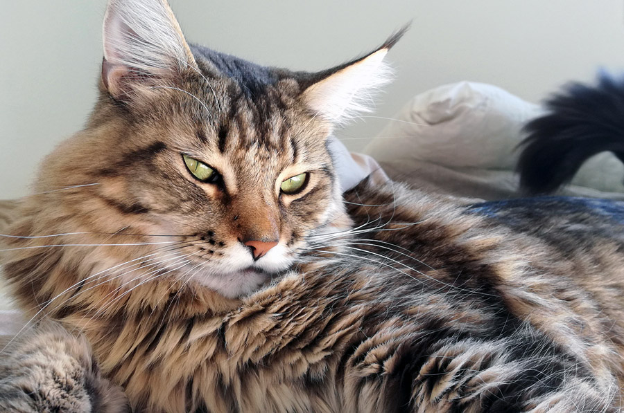 Maine Coon, grand chat de race doux, imposant - Origines, caractère et standard