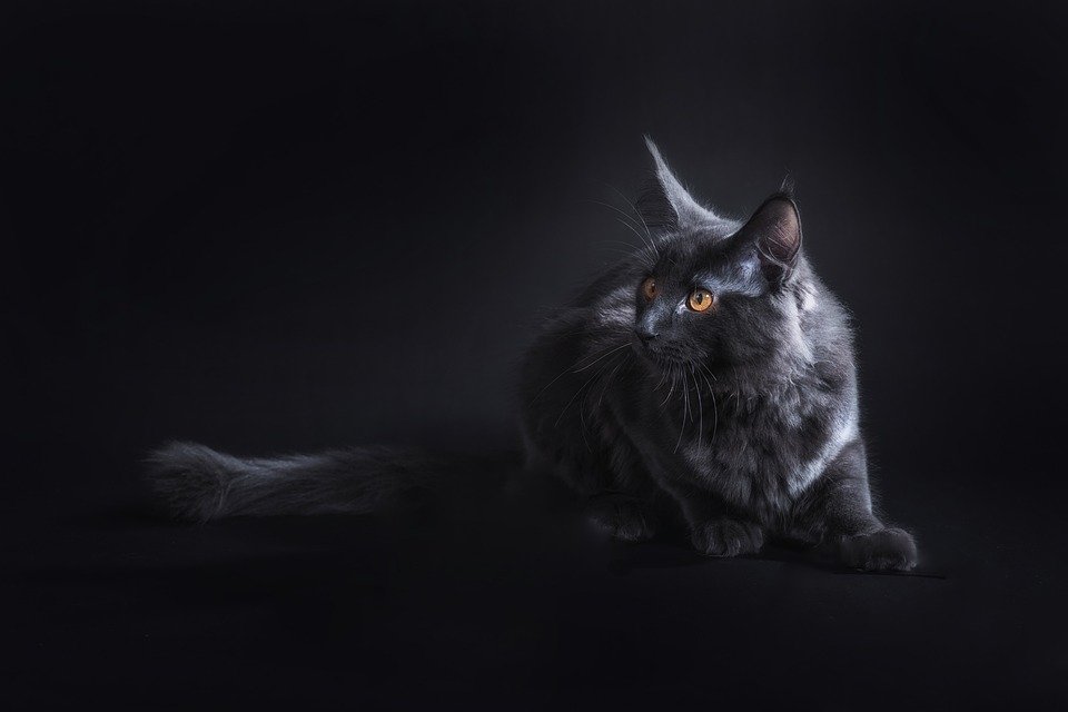 Maine Coon, grand chat de race doux, imposant - Origines, caractère et standard