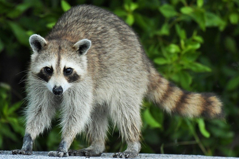 Quelques faits intéressants sur le raton laveur