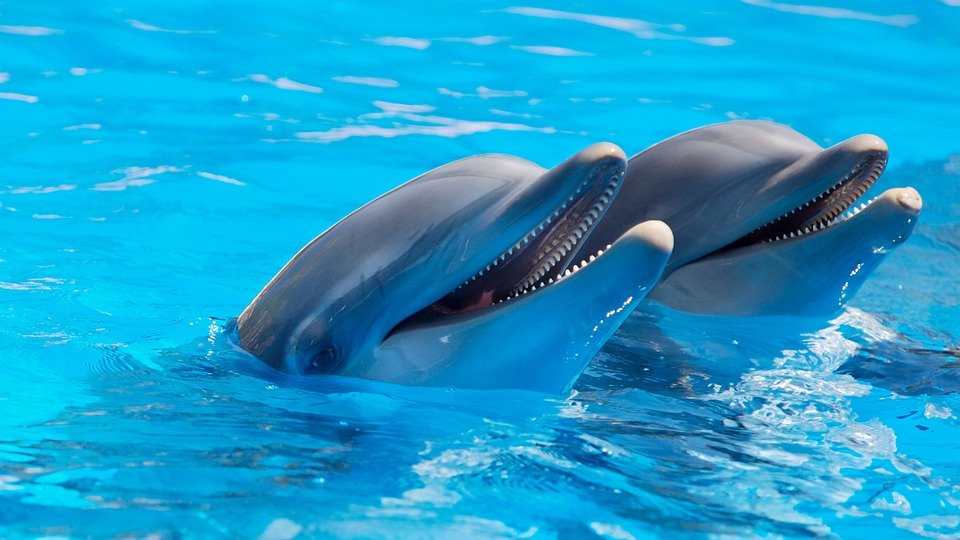 Quelques faits surprenants sur les dauphins