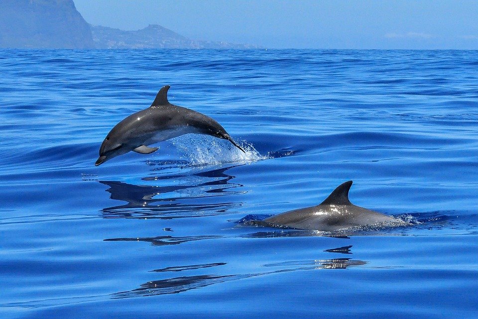 Quelques faits surprenants sur les dauphins