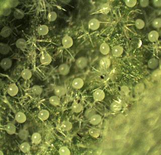 12 Plantes qui repoussent insectes et moustiques 12 Plantes qui repoussent insectes et moustiques