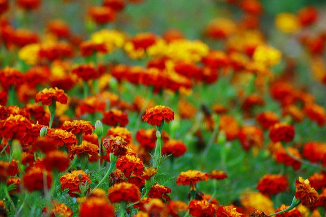 12 Plantes qui repoussent insectes et moustiques 12 Plantes qui repoussent insectes et moustiques
