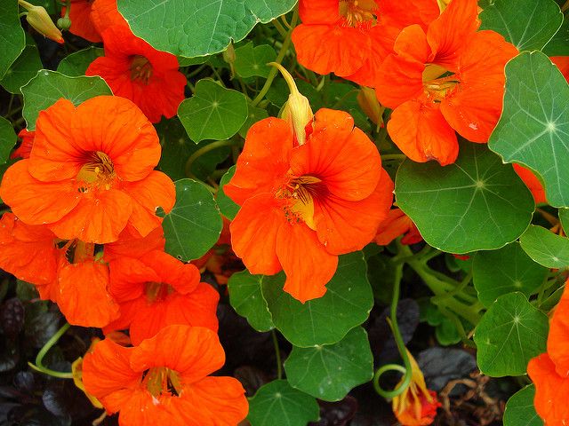 12 Plantes qui repoussent insectes et moustiques 12 Plantes qui repoussent insectes et moustiques