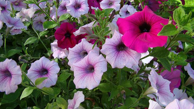 12 Plantes qui repoussent insectes et moustiques 12 Plantes qui repoussent insectes et moustiques