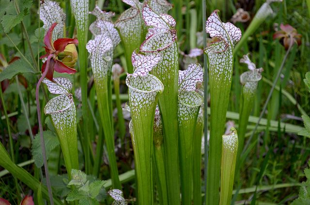 12 Plantes qui repoussent insectes et moustiques 12 Plantes qui repoussent insectes et moustiques