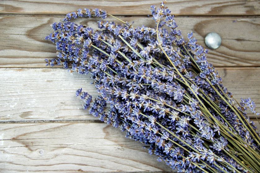 12 Plantes qui repoussent insectes et moustiques 12 Plantes qui repoussent insectes et moustiques
