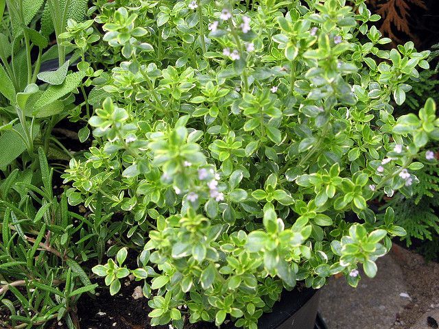 12 Plantes qui repoussent insectes et moustiques 12 Plantes qui repoussent insectes et moustiques