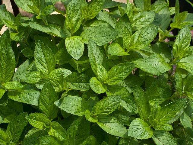12 Plantes qui repoussent insectes et moustiques 12 Plantes qui repoussent insectes et moustiques
