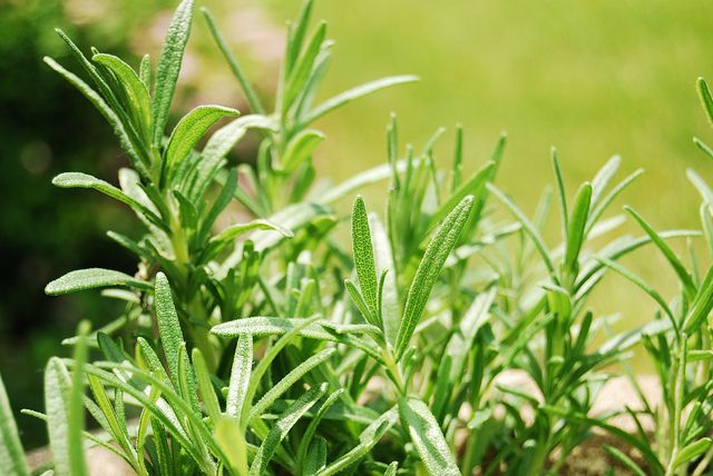 12 Plantes qui repoussent insectes et moustiques 12 Plantes qui repoussent insectes et moustiques