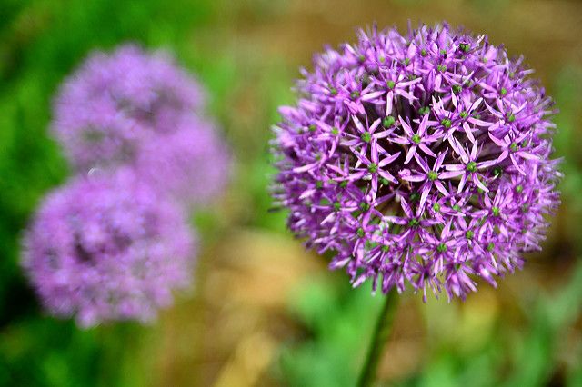 12 Plantes qui repoussent insectes et moustiques 12 Plantes qui repoussent insectes et moustiques