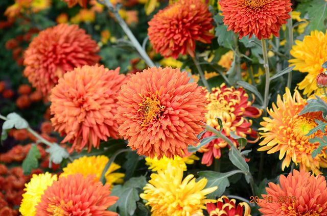 12 Plantes qui repoussent insectes et moustiques 12 Plantes qui repoussent insectes et moustiques